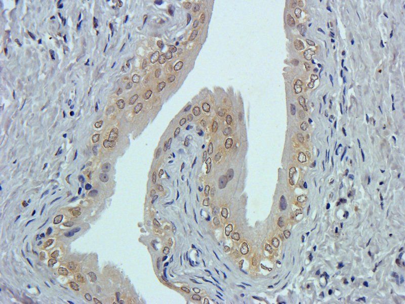CD24 Rabbit Polyclonal Antibody