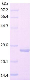 CD24 protein