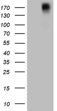 CD252 (TNFSF4) antibody