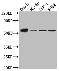CD27 Recombinant Monoclonal Antibody