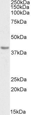 CD274 antibody (Biotin)