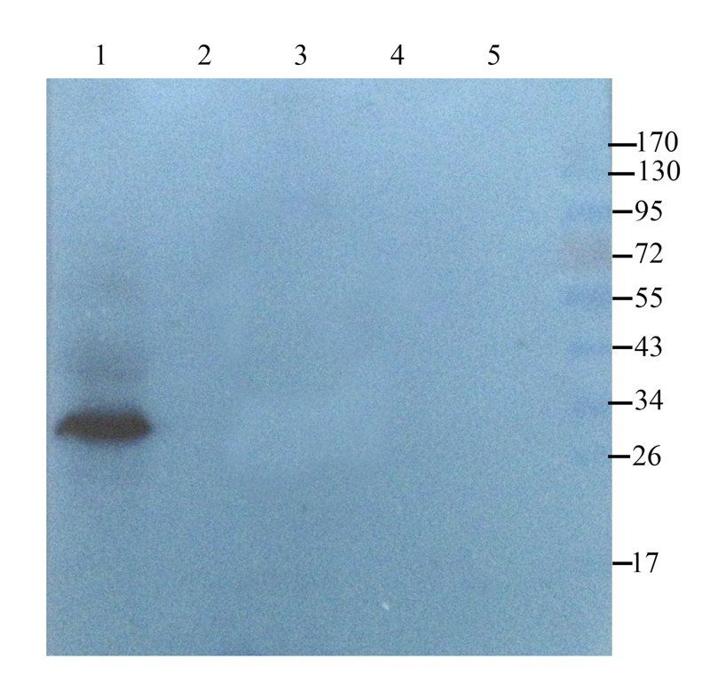 CD274 antibody