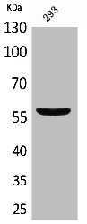 CD276 antibody