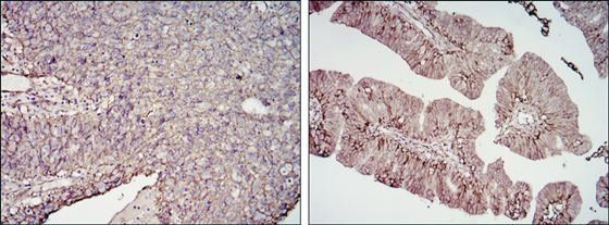 CD276 Antibody