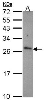 CD27L (CD27L (CD70)) antibody