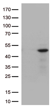 CD299 (CLEC4M) antibody