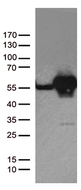 CD299 (CLEC4M) antibody