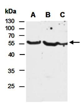 CD2 (M) Antibody, Rabbit Polyclonal