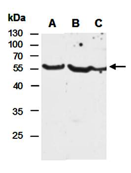 CD2 antibody