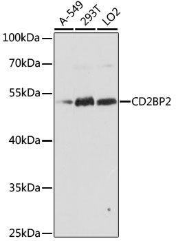 CD2BP2 antibody