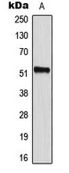 CD2BP2 antibody