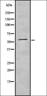 CD300A antibody