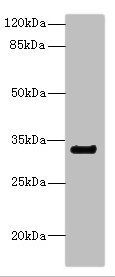 CD300A antibody