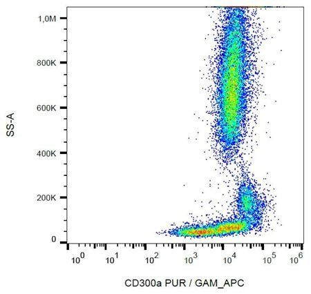 CD300a antibody
