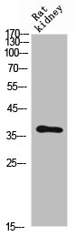 CD300C antibody
