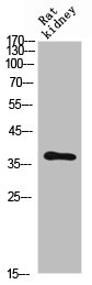 CD300C Antibody