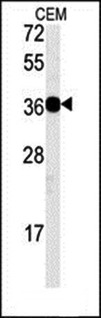 CD300LB antibody
