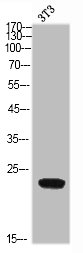 CD300LD Antibody