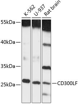 CD300LF antibody