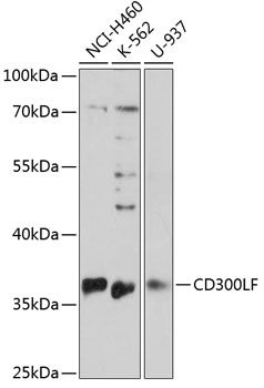 CD300LF antibody