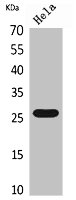 CD302 antibody