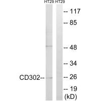 CD302 antibody