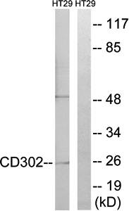 CD302 antibody