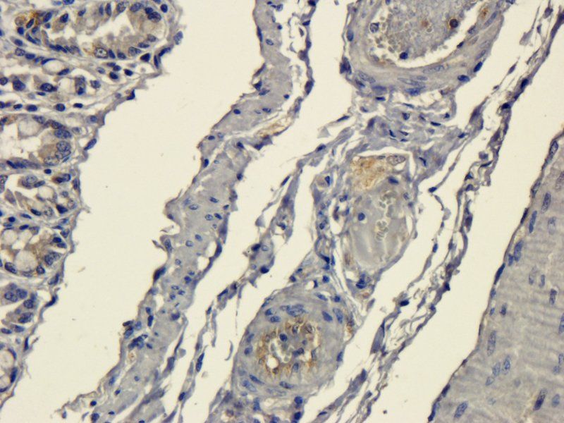 CD303 Rabbit Polyclonal Antibody