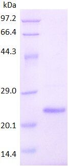 CD304 protein