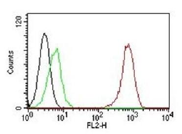 CD31 / PECAM-1 (Endothelial Cell Marker) Antibody