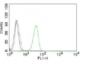 CD31 antibody