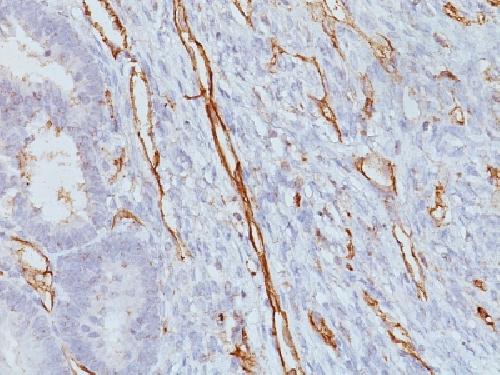 CD31 antibody