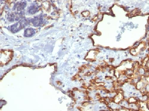 PECAM-1 Antibody