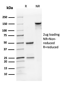 PECAM-1 Antibody