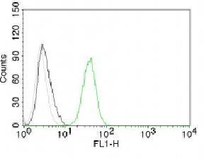 CD31 / PECAM-1 (Endothelial Cell Marker) Antibody