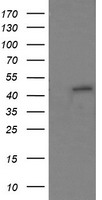 CD31 (PECAM1) antibody