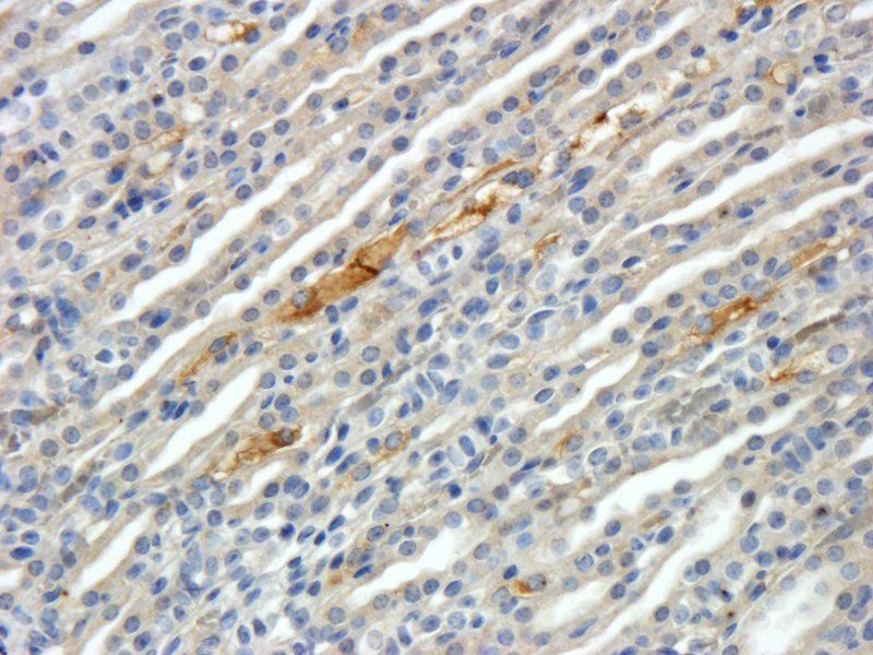 CD31 antibody