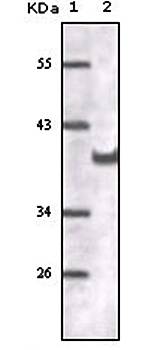 CD31 Antibody