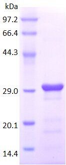 CD31 protein