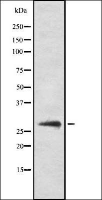 CD320 antibody