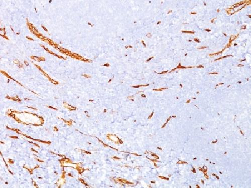 CD34 Antibody