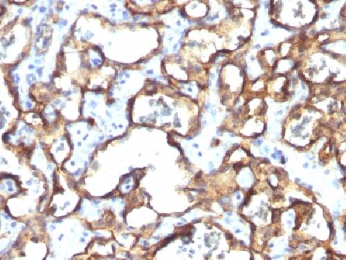 CD34 (Hematopoietic Stem Cell & Endothelial Marker) Antibody
