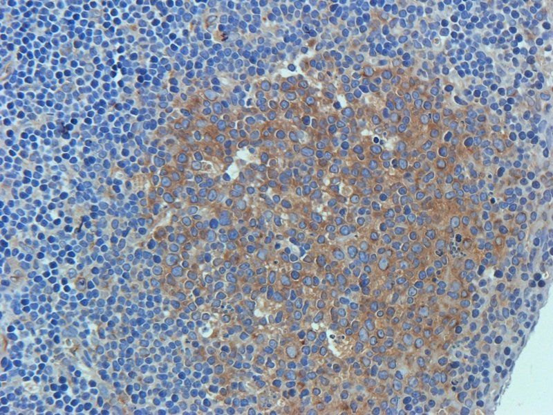 CD34 antibody