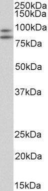 Goat anti-CD34-T Antibody