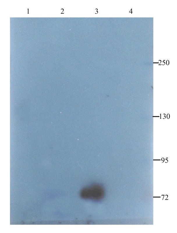 CD35 antibody