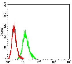 CD364 Antibody