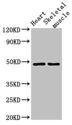 CD36 Antibody