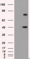 CD38 antibody