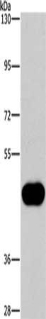 CD38 antibody