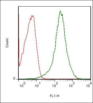 ENTPD1/CD39 Rabbit Polyclonal Antibody